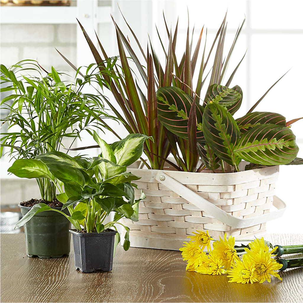 Florist Designed Blooming and Green Plants in a Basket – MARGARITA'S FLOWERS LLC, Pembroke Pines FL
