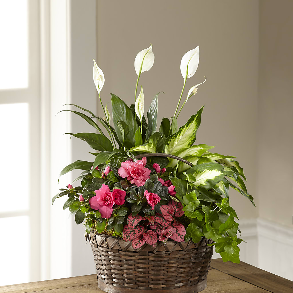 Dream in Pink Dishgarden – MARGARITA'S FLOWERS LLC, Pembroke Pines FL
