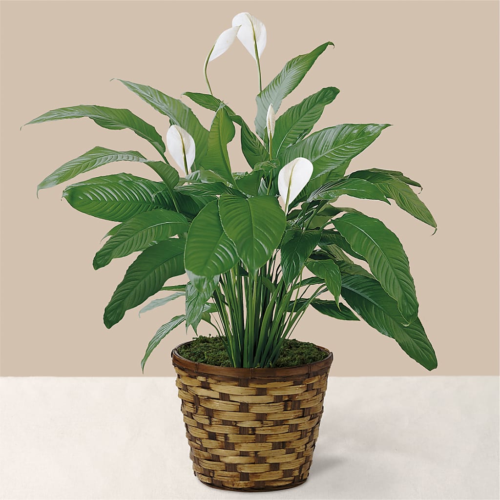 Tranquil Moments Peace Lily Plant – MARGARITA'S FLOWERS LLC, Pembroke Pines FL