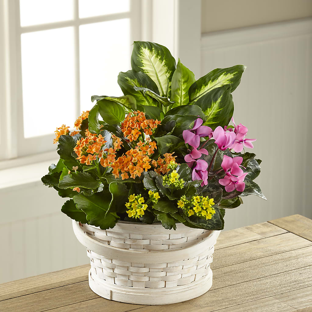 Color Crush Dishgarden – MARGARITA'S FLOWERS LLC, Pembroke Pines FL