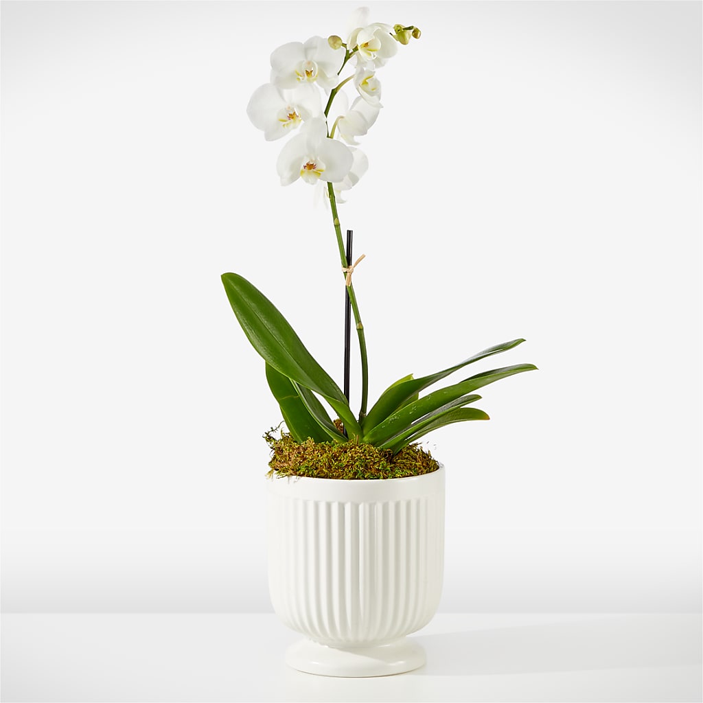 Whispering White Orchid – MARGARITA'S FLOWERS LLC, Pembroke Pines FL
