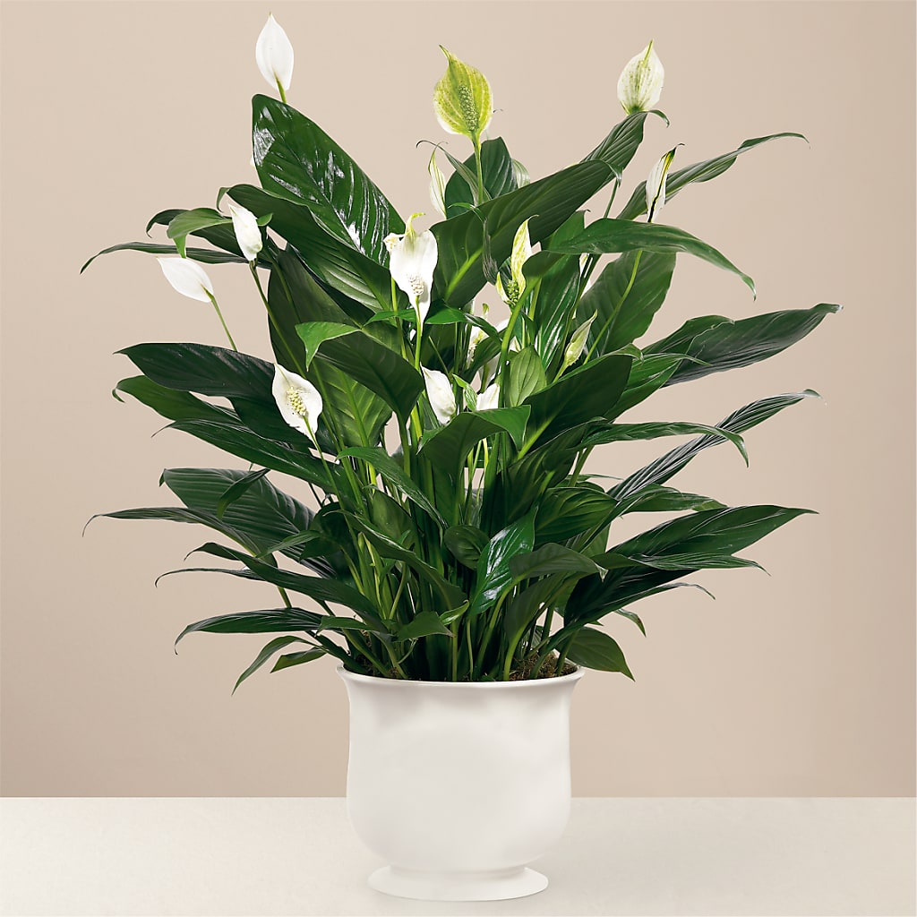 Comfort Planter – MARGARITA'S FLOWERS LLC, Pembroke Pines FL