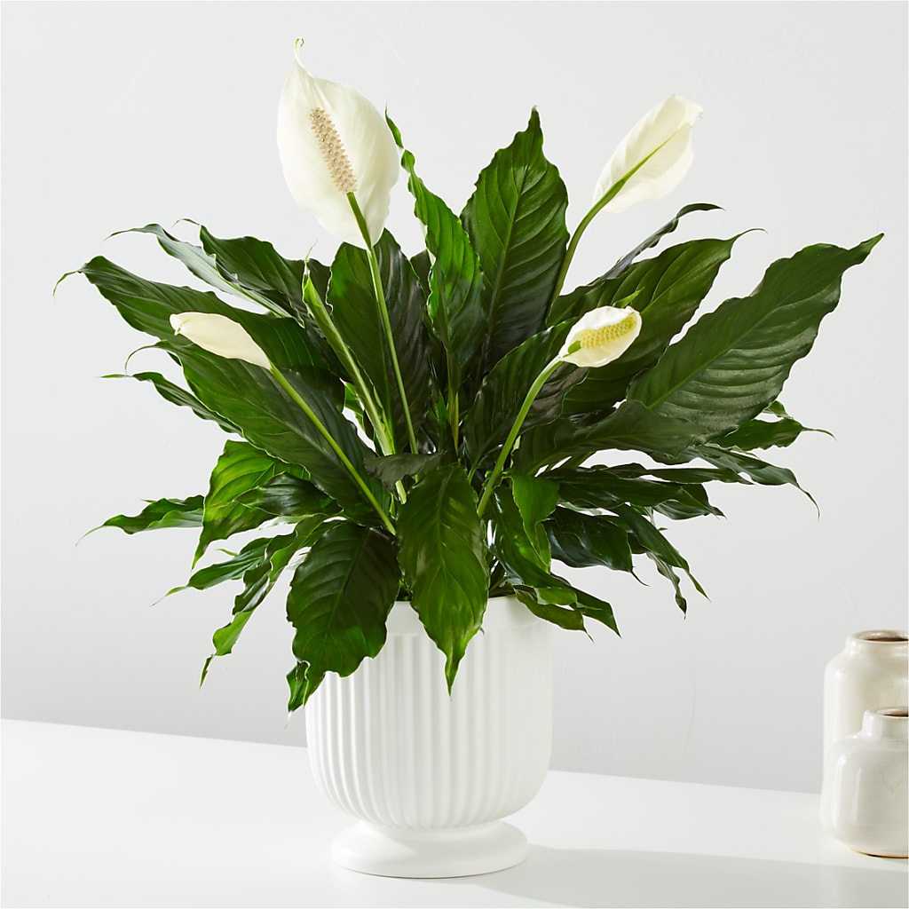 Comfort Planter – MARGARITA'S FLOWERS LLC, Pembroke Pines FL