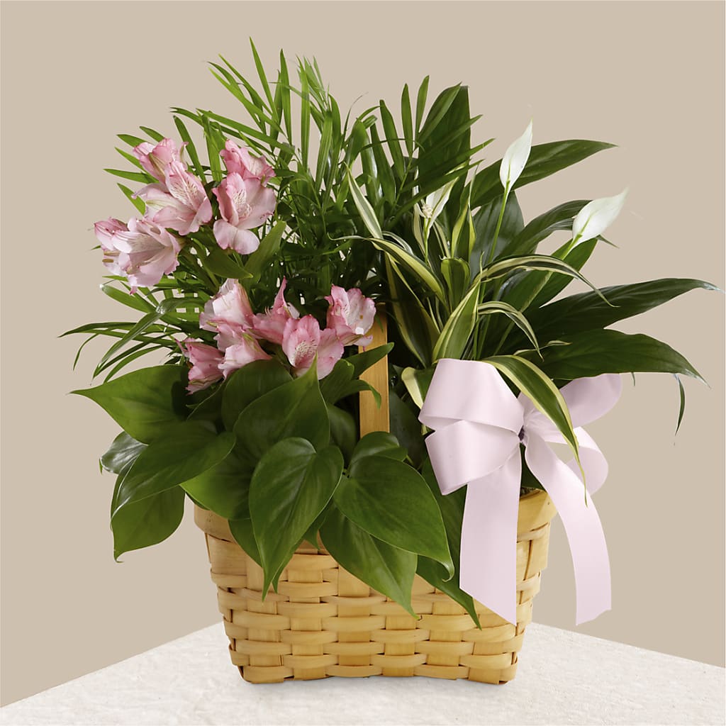 Living Spirit Dishgarden – MARGARITA'S FLOWERS LLC, Pembroke Pines FL