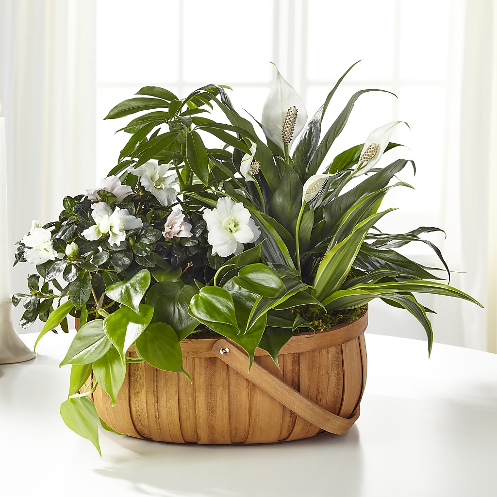 Serene Dishgarden – MARGARITA'S FLOWERS LLC, Pembroke Pines FL