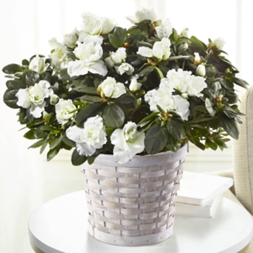 White Azalea Plant – MARGARITA'S FLOWERS LLC, Pembroke Pines FL