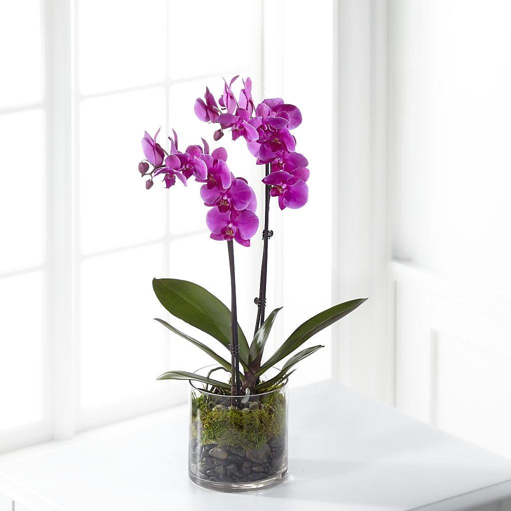 Pink Orchid Plant – MARGARITA'S FLOWERS LLC, Pembroke Pines FL