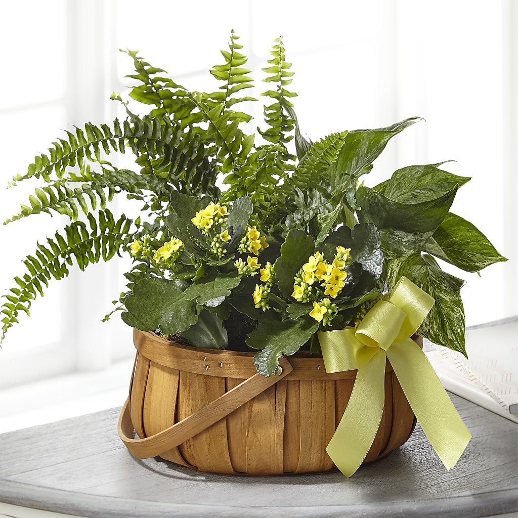 Always Dear Dishgarden – MARGARITA'S FLOWERS LLC, Pembroke Pines FL