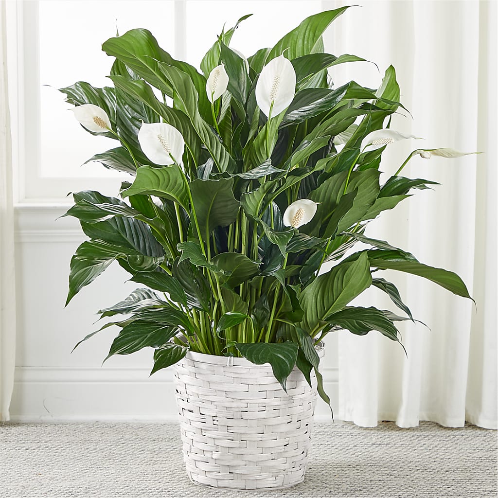 A New Leaf Peace Lily – MARGARITA'S FLOWERS LLC, Pembroke Pines FL