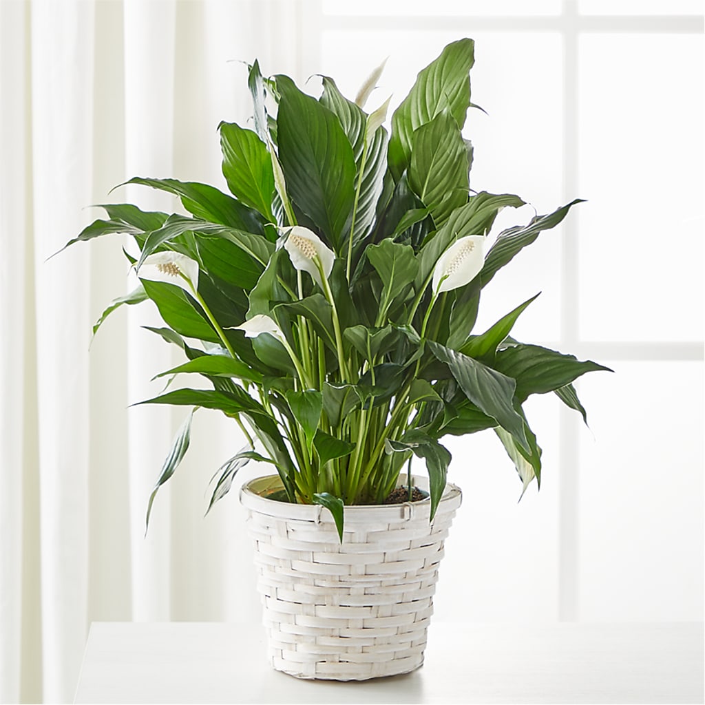 A New Leaf Peace Lily – MARGARITA'S FLOWERS LLC, Pembroke Pines FL