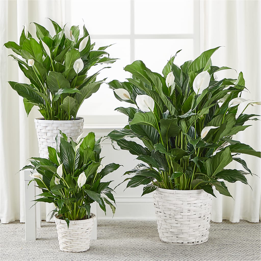 A New Leaf Peace Lily – MARGARITA'S FLOWERS LLC, Pembroke Pines FL