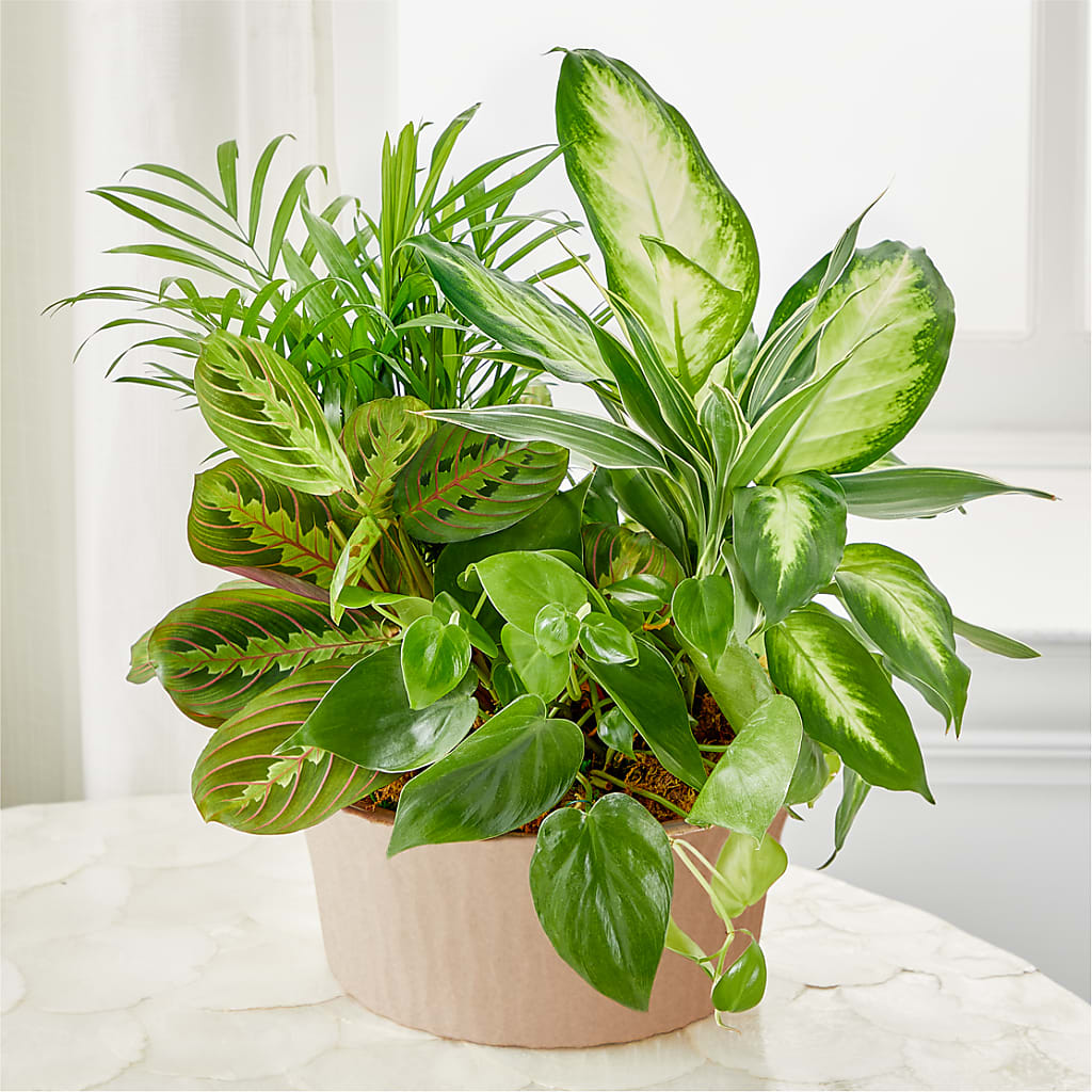 Balance & Harmony Dishgarden – MARGARITA'S FLOWERS LLC, Pembroke Pines FL