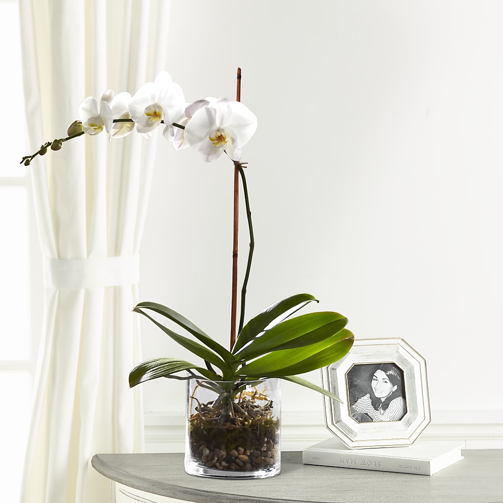 White Orchid Planter – MARGARITA'S FLOWERS LLC, Pembroke Pines FL
