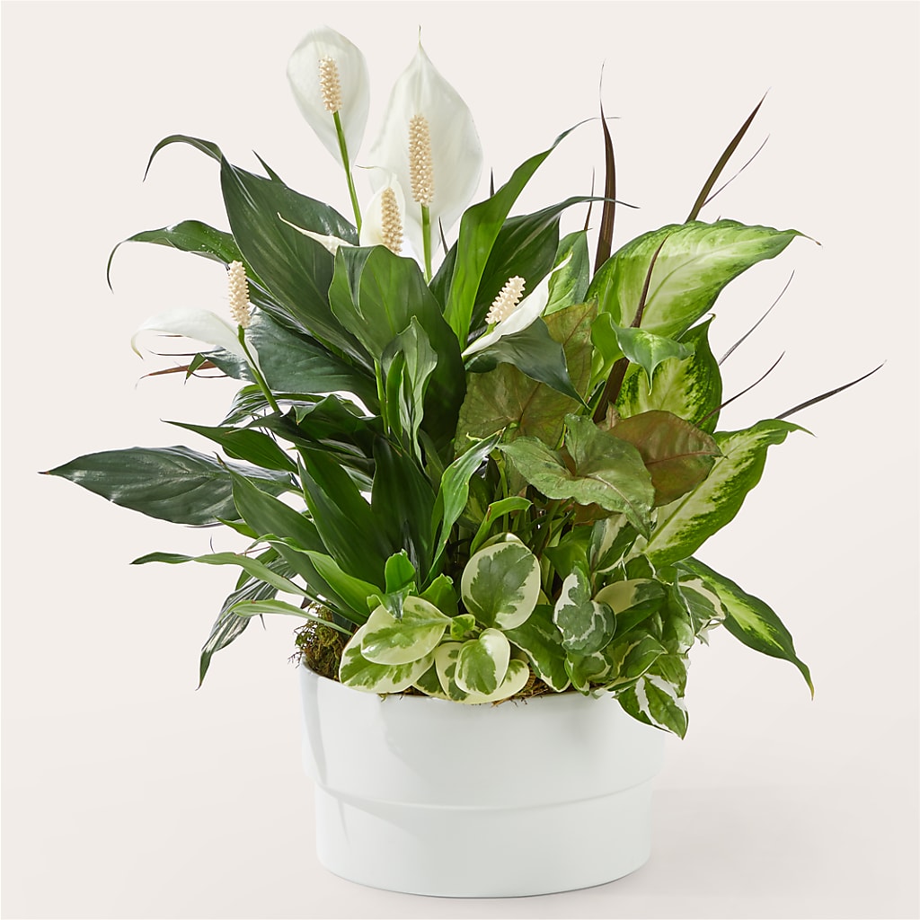 Radiating Positivity Dishgarden – MARGARITA'S FLOWERS LLC, Pembroke Pines FL