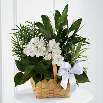 Peace & Serenity Dishgarden – MARGARITA'S FLOWERS LLC, Pembroke Pines FL