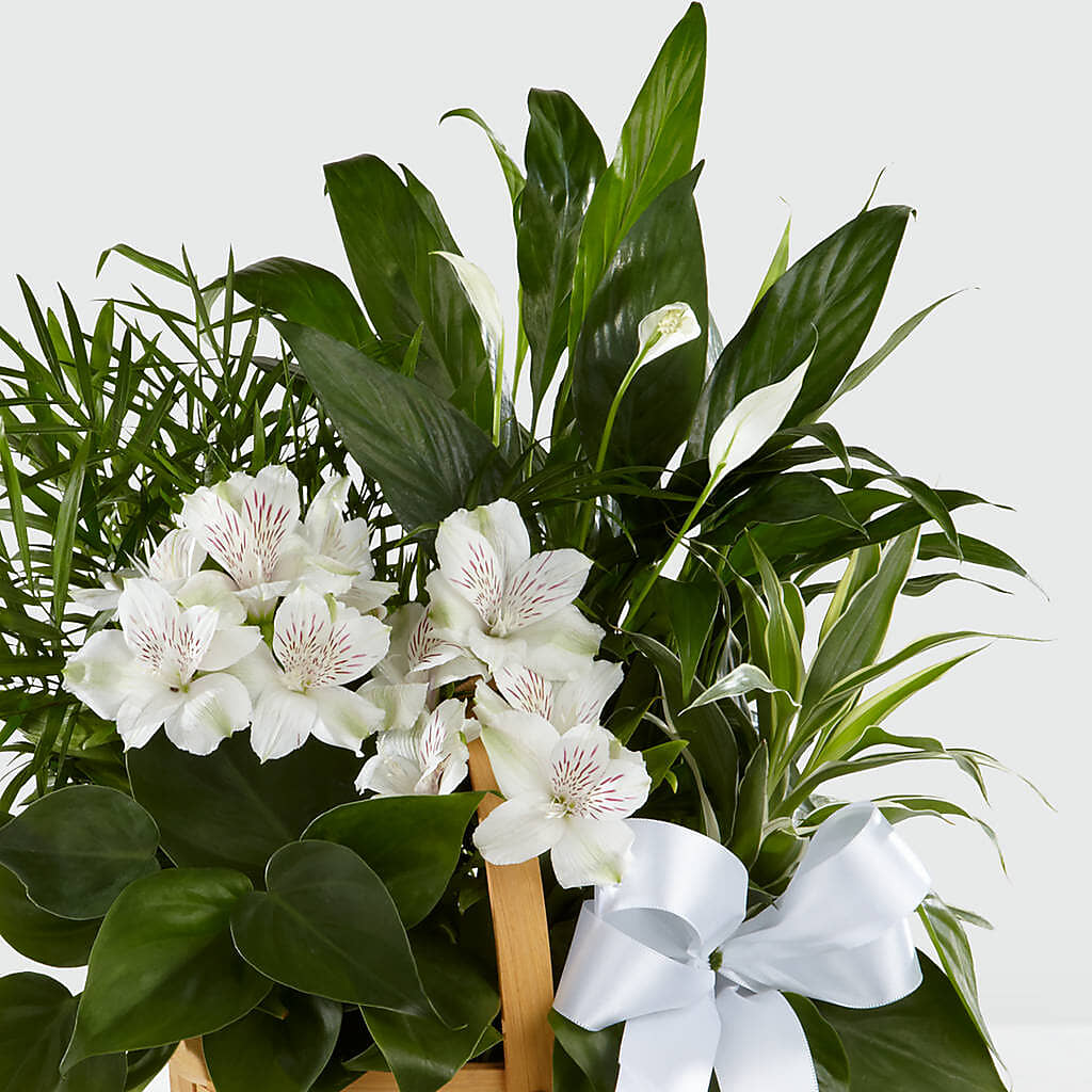 Peace & Serenity Dishgarden – MARGARITA'S FLOWERS LLC, Pembroke Pines FL