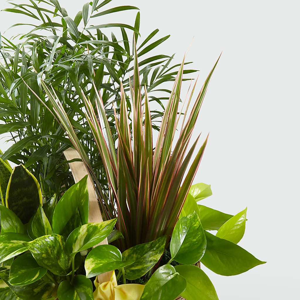 French Garden – MARGARITA'S FLOWERS LLC, Pembroke Pines FL