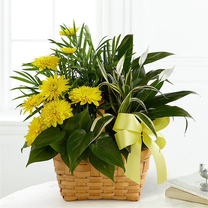 Loving Light Dishgarden – MARGARITA'S FLOWERS LLC, Pembroke Pines FL