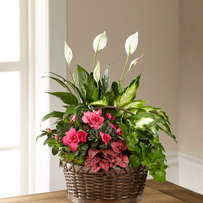 Dream in Pink Dishgarden – MARGARITA'S FLOWERS LLC, Pembroke Pines FL