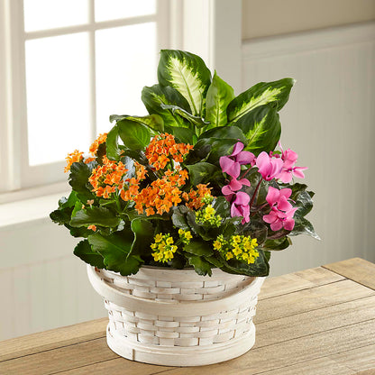 Color Crush Dishgarden – MARGARITA'S FLOWERS LLC, Pembroke Pines FL