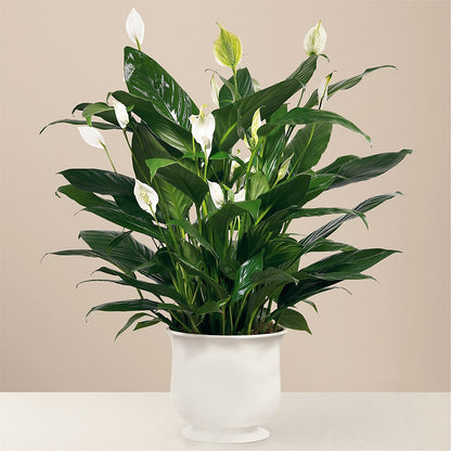Comfort Planter – MARGARITA'S FLOWERS LLC, Pembroke Pines FL