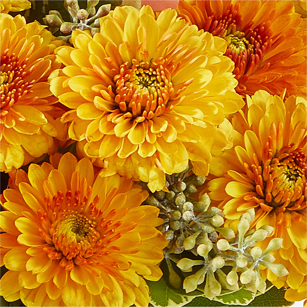 Peachy Pumpkin – MARGARITA'S FLOWERS LLC, Pembroke Pines FL