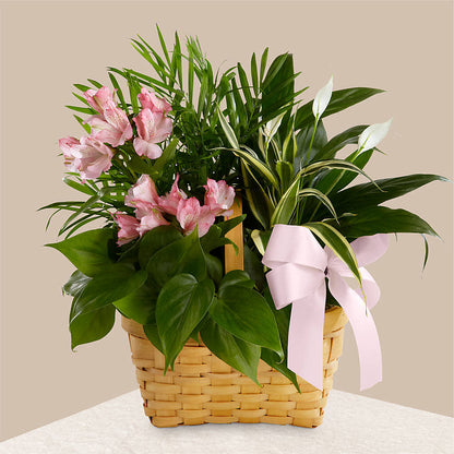 Living Spirit Dishgarden – MARGARITA'S FLOWERS LLC, Pembroke Pines FL