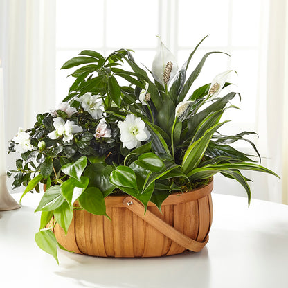 Serene Dishgarden – MARGARITA'S FLOWERS LLC, Pembroke Pines FL
