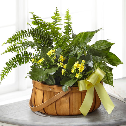Always Dear Dishgarden – MARGARITA'S FLOWERS LLC, Pembroke Pines FL