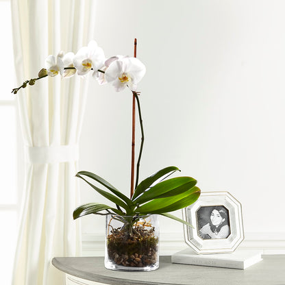 White Orchid Planter – MARGARITA'S FLOWERS LLC, Pembroke Pines FL