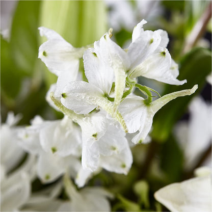 Classic Ivory – A Florist Original – MARGARITA'S FLOWERS LLC, Pembroke Pines FL